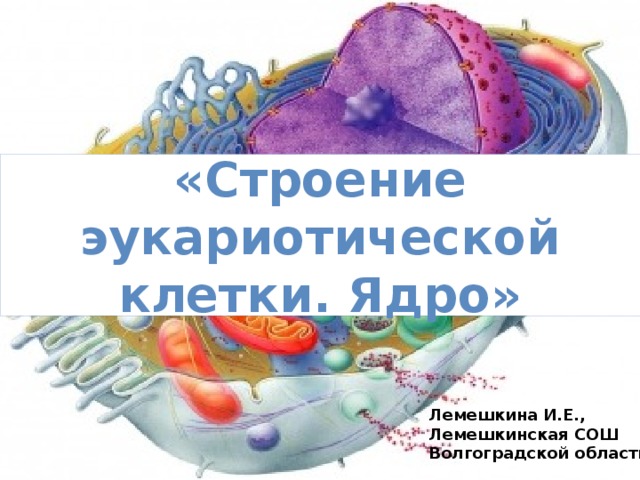 «Строение эукариотической клетки. Ядро» Лемешкина И.Е., Лемешкинская СОШ Волгоградской области 