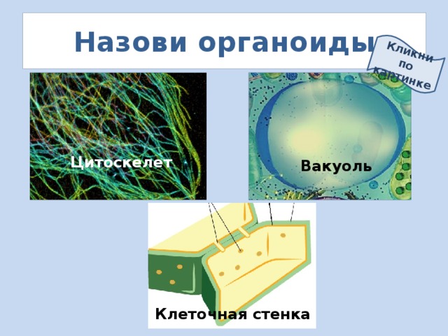 Кликни по картинке Назови органоиды Цитоскелет Вакуоль Клеточная стенка 