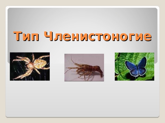 Тип Членистоногие 