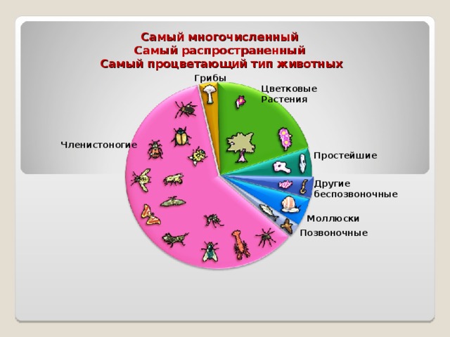 Самый многочисленный  Самый распространенный  Самый процветающий тип животных Грибы Цветковые Растения  Членистоногие Простейшие Другие беспозвоночные Моллюски Позвоночные 