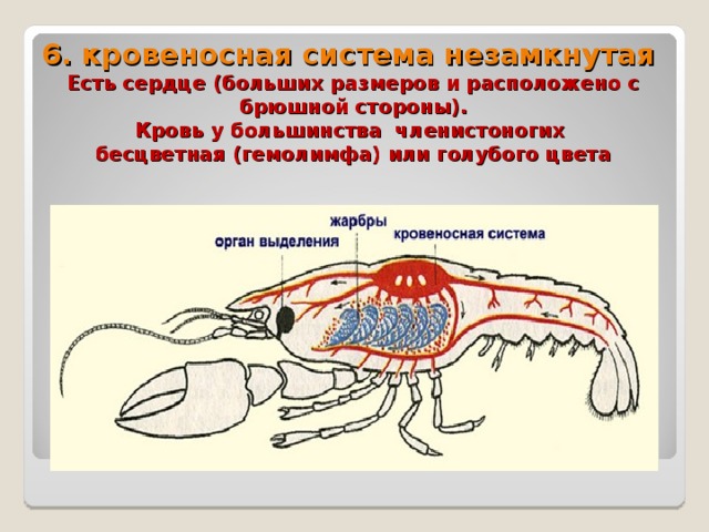 6. кровеносная система незамкнутая  Есть сердце (больших размеров и расположено с брюшной стороны).  Кровь у большинства членистоногих  бесцветная (гемолимфа) или голубого цвета    