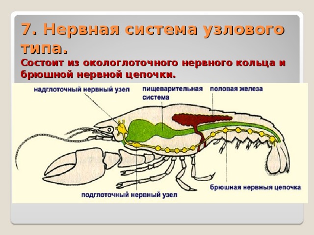7. Нервная система узлового типа.  Состоит из окологлоточного нервного кольца и брюшной нервной цепочки. 