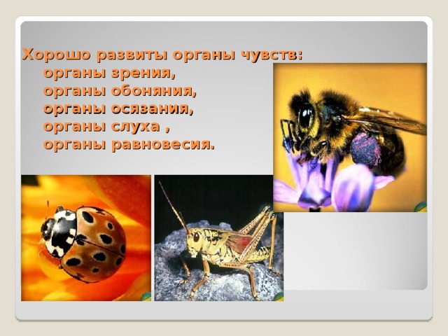 Хорошо развиты органы чувств:  органы зрения,  органы обоняния,  органы осязания,  органы слуха ,  органы равновесия. 