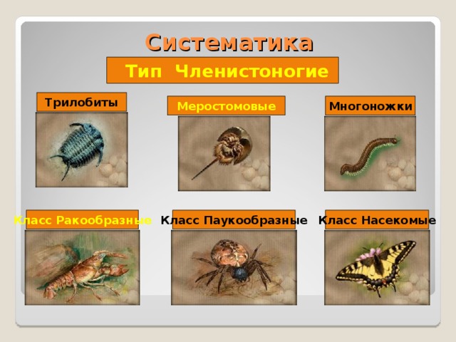 Систематика Тип Членистоногие Трилобиты Меростомовые Многоножки Класс Ракообразные Класс Паукообразные Класс Насекомые 