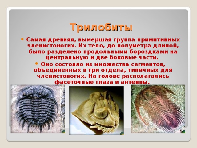 Трилобиты Самая древняя, вымершая группа примитивных членистоногих. Их тело, до полуметра длиной, было разделено продольными бороздками на центральную и две боковые части. Оно состояло из множества сегментов, объединенных в три отдела, типичных для членистоногих. На голове располагались фасеточные глаза и антенны. 