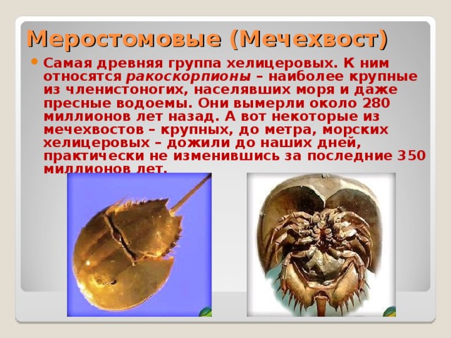 Меростомовые (Мечехвост) Самая древняя группа хелицеровых. К ним относятся ракоскорпионы – наиболее крупные из членистоногих, населявших моря и даже пресные водоемы. Они вымерли около 280 миллионов лет назад. А вот некоторые из мечехвостов – крупных, до метра, морских хелицеровых – дожили до наших дней, практически не изменившись за последние 350 миллионов лет.  