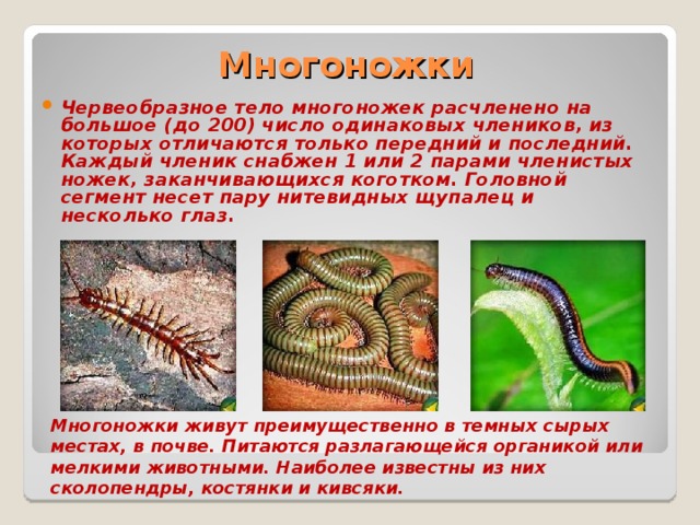 Многоножки Червеобразное тело многоножек расчленено на большое (до 200) число одинаковых члеников, из которых отличаются только передний и последний. Каждый членик снабжен 1 или 2 парами членистых ножек, заканчивающихся коготком. Головной сегмент несет пару нитевидных щупалец и несколько глаз. Многоножки живут преимущественно в темных сырых местах, в почве. Питаются разлагающейся органикой или мелкими животными. Наиболее известны из них сколопендры, костянки и кивсяки. 