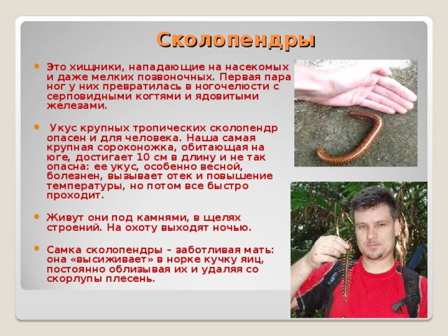 Сколопендры Это хищники, нападающие на насекомых и даже мелких позвоночных. Первая пара ног у них превратилась в ногочелюсти с серповидными когтями и ядовитыми железами.   Укус крупных тропических сколопендр опасен и для человека. Наша самая крупная сороконожка, обитающая на юге, достигает 10 см в длину и не так опасна: ее укус, особенно весной, болезнен, вызывает отек и повышение температуры, но потом все быстро проходит.  Живут они под камнями, в щелях строений. На охоту выходят ночью.  Самка сколопендры – заботливая мать: она «высиживает» в норке кучку яиц, постоянно облизывая их и удаляя со скорлупы плесень. 