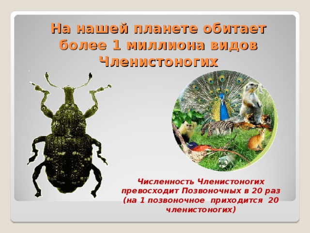 На нашей планете обитает более 1 миллиона видов Членистоногих Численность Членистоногих превосходит Позвоночных в 20 раз (на 1 позвоночное приходится 20 членистоногих) 
