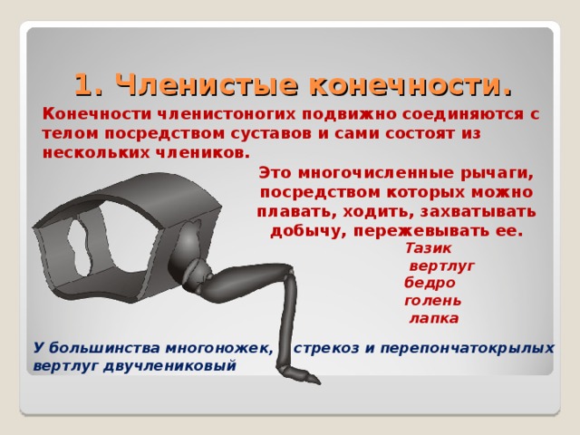  1. Членистые конечности. Конечности членистоногих подвижно соединяются с телом посредством суставов и сами состоят из нескольких члеников. Это многочисленные рычаги, посредством которых можно плавать, ходить, захватывать добычу, пережевывать ее. Тазик  вертлуг бедро голень  лапка У большинства многоножек, стрекоз и перепончатокрылых вертлуг двучлениковый 
