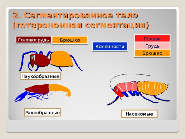 2. Сегментированное тело (гетерономная сегментация) Голова Брюшко Головогрудь Конечности Грудь Брюшко Паукообразные Ракообразные Насекомые 