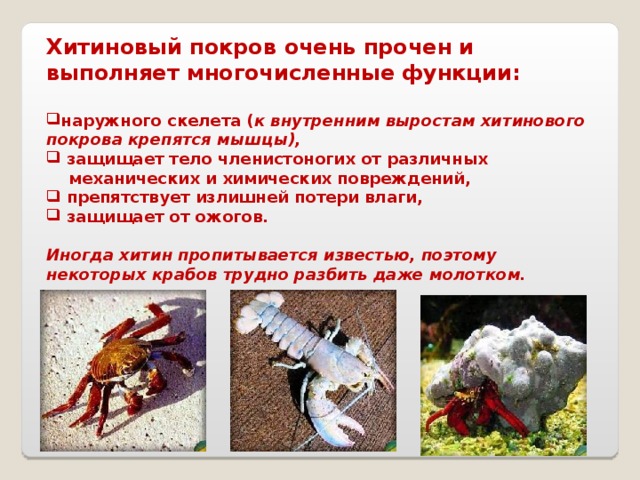 Хитиновый покров очень прочен и выполняет многочисленные функции:  наружного скелета ( к внутренним выростам хитинового покрова крепятся мышцы),  защищает тело членистоногих от различных  механических и химических повреждений,  препятствует излишней потери влаги,  защищает от ожогов.  Иногда хитин пропитывается известью, поэтому некоторых крабов трудно разбить даже молотком. 