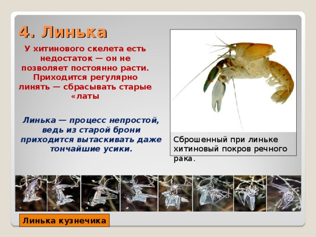 4. Линька У хитинового скелета есть недостаток — он не позволяет постоянно расти. Приходится регулярно линять — сбрасывать старые «латы Линька — процесс непростой, ведь из старой брони приходится вытаскивать даже тончайшие усики.  Сброшенный при линьке хитиновый покров речного рака. Линька кузнечика 
