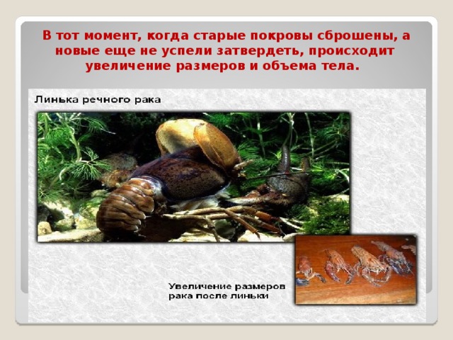 В тот момент, когда старые покровы сброшены, а новые еще не успели затвердеть, происходит увеличение размеров и объема тела. 
