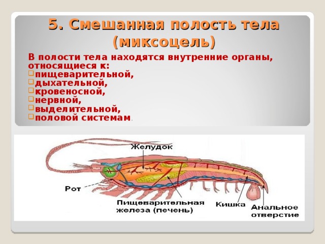 5. Смешанная полость тела  (миксоцель) В полости тела находятся внутренние органы, относящиеся к: пищеварительной, дыхательной, кровеносной, нервной, выделительной, половой системам . 