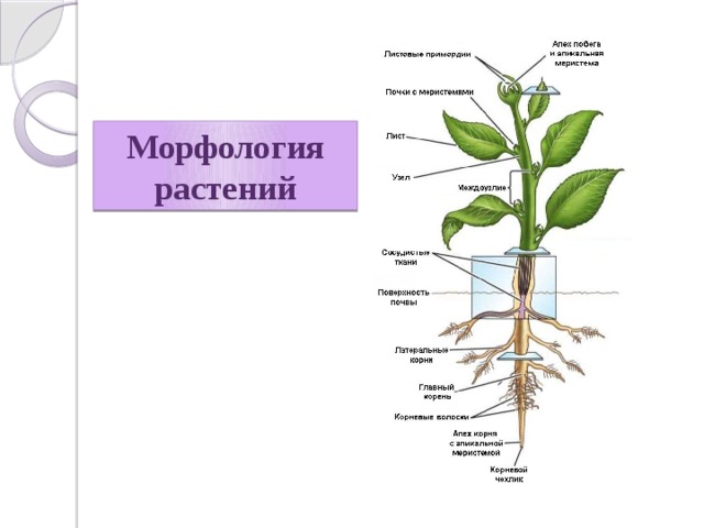 Морфология растений 