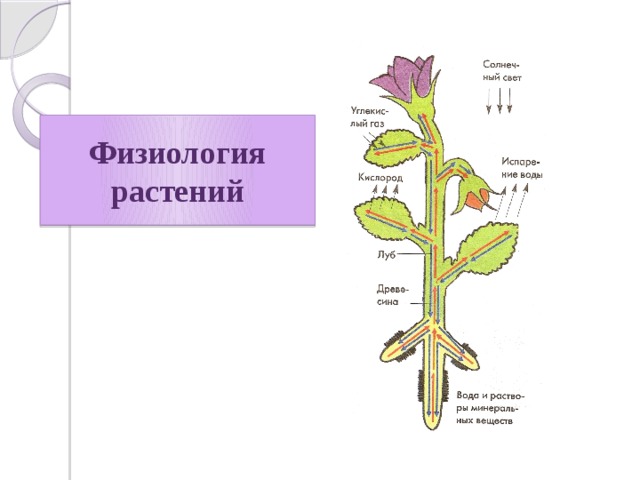 Физиология растений 