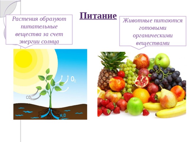 Питание Растения образуют питательные вещества за счет энергии солнца Животные питаются готовыми органическими веществами 