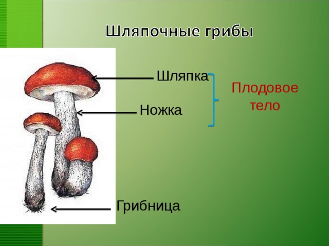 На каком из рисунков представлен фрагмент тела гриба подосиновика