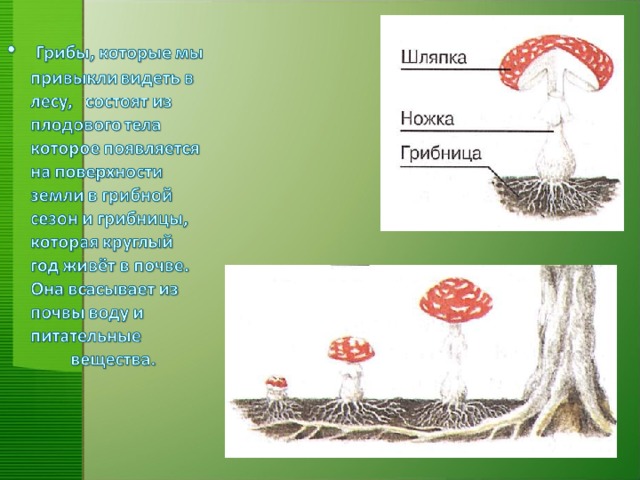 Грибница состоит из нитей гиф