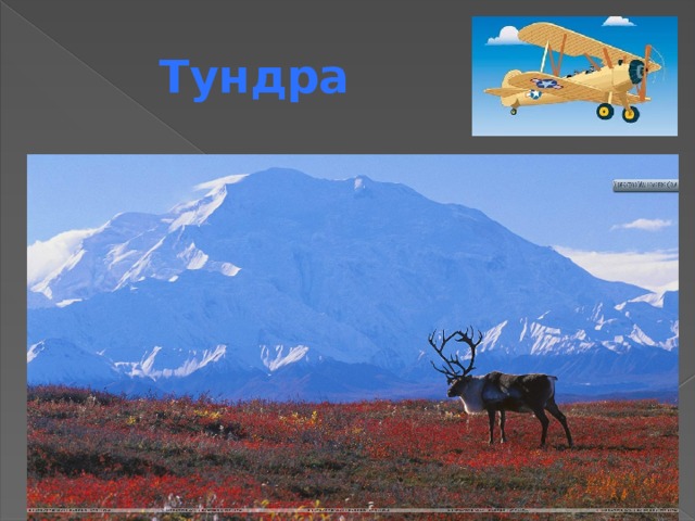 Тундра