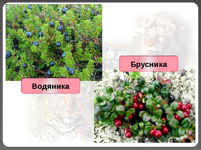 Брусника Водяника