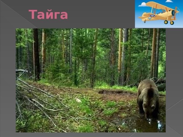 Тайга