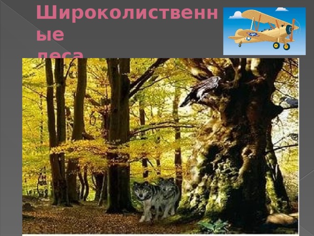Широколиственные  леса
