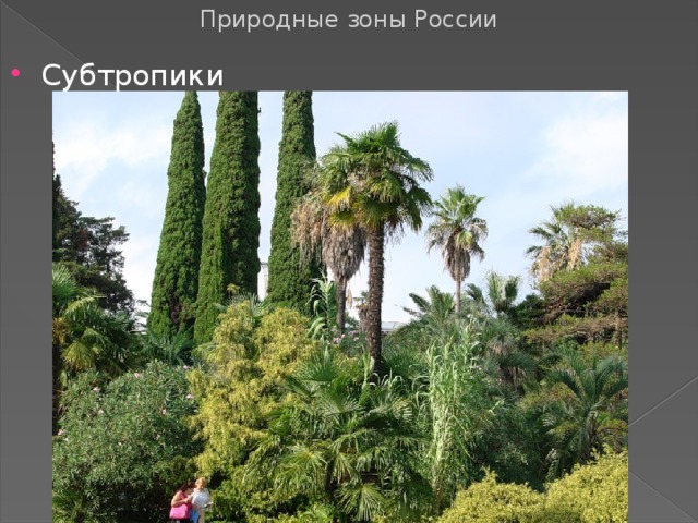 Природные зоны России