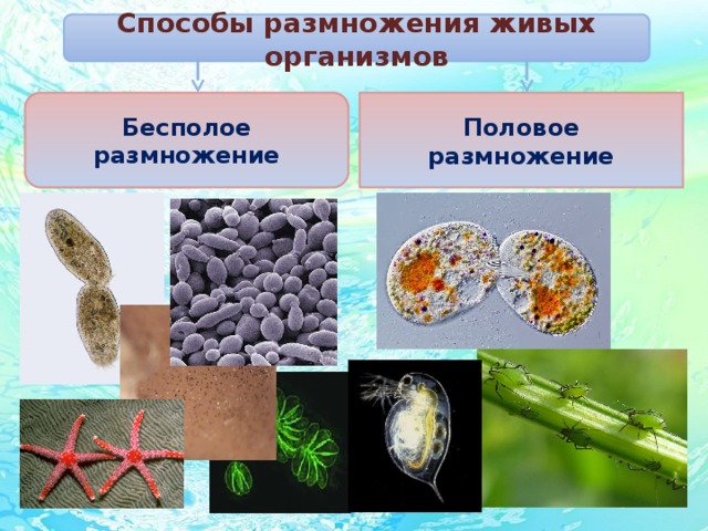 Презентация способы размножения организмов 10 класс