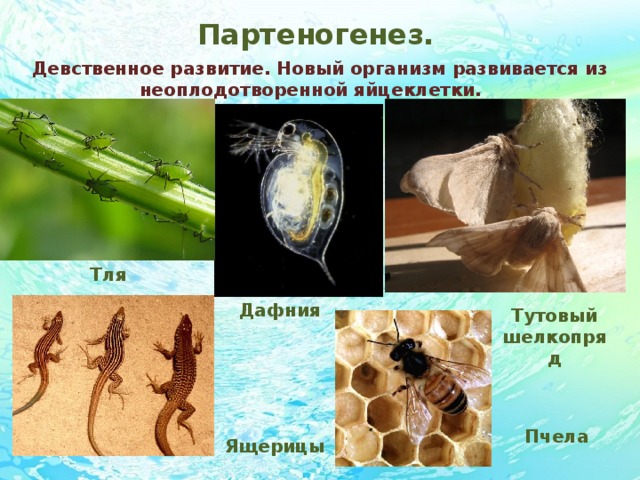 Партеногенез. Девственное развитие. Новый организм развивается из неоплодотворенной яйцеклетки. Тля Дафния Тутовый шелкопряд Пчела Ящерицы