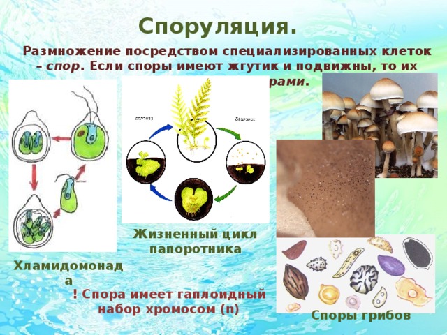 Споруляция. Размножение посредством специализированных клеток – спор . Если споры имеют жгутик и подвижны, то их называют зооспорами . Жизненный цикл папоротника Хламидомонада ! Спора имеет гаплоидный набор хромосом (n) Споры грибов