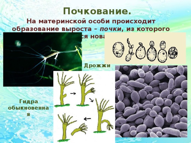 Почкование. На материнской особи происходит образование выроста – почки , из которого развивается новая особь. Дрожжи Гидра обыкновенная