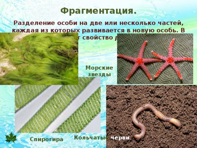Фрагментация. Разделение особи на две или несколько частей, каждая из которых развивается в новую особь. В основе лежит свойство регенерации . Морские звезды Кольчатые черви Спирогира