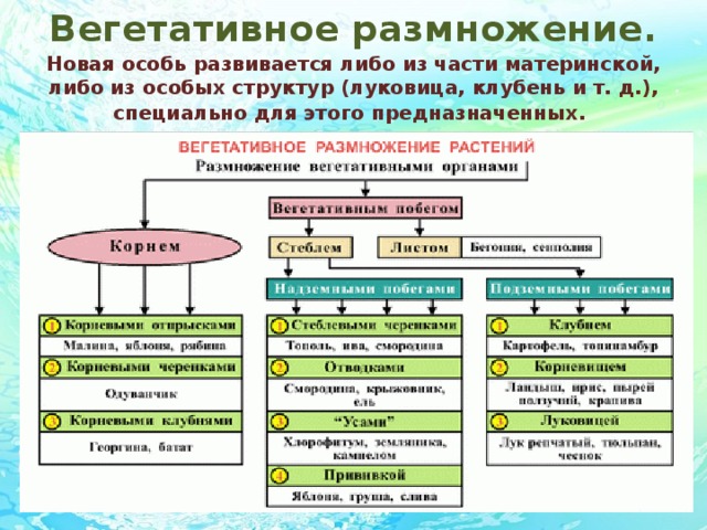 Вегетативное размножение. Новая особь развивается либо из части материнской, либо из особых структур (луковица, клубень и т. д.), специально для этого предназначенных .
