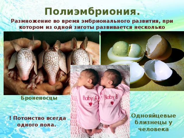 Полиэмбриония. Размножение во время эмбрионального развития, при котором из одной зиготы развивается несколько зародышей - близнецов . Броненосцы Однояйцевые близнецы у человека ! Потомство всегда одного пола .