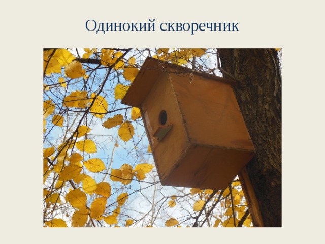 Одинокий скворечник 