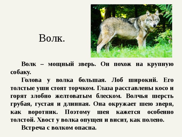 Текст описание волка