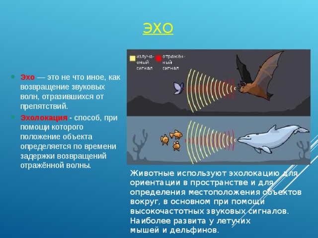 Звуковые волны эхо презентация