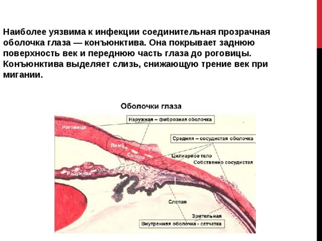 Инъекция сосудов конъюнктивы. Соединительная оболочка глаза. Соединительные оболочки век. Внутренняя поверхность века покрыта. Воспаление соединительной оболочки век и глазного яблока - это:.