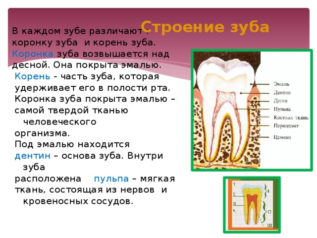 Какую функцию выполняет коронка зуба. Строение зуба. Коронка зуба строение зуба.