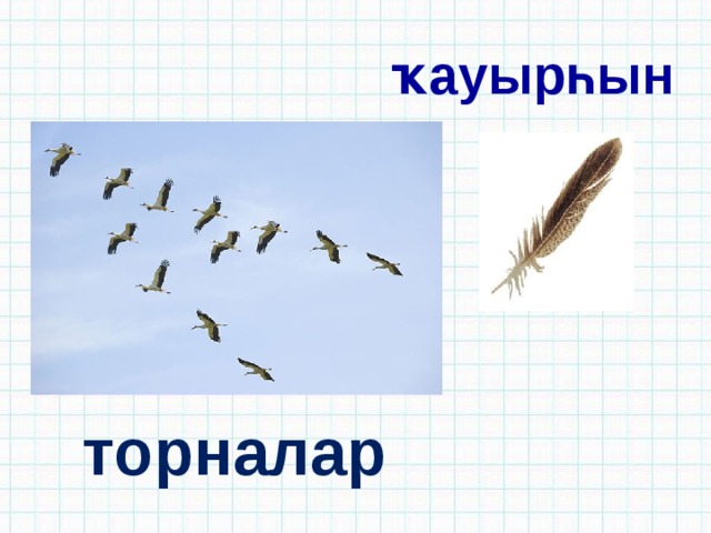 ҡауырһын торналар 
