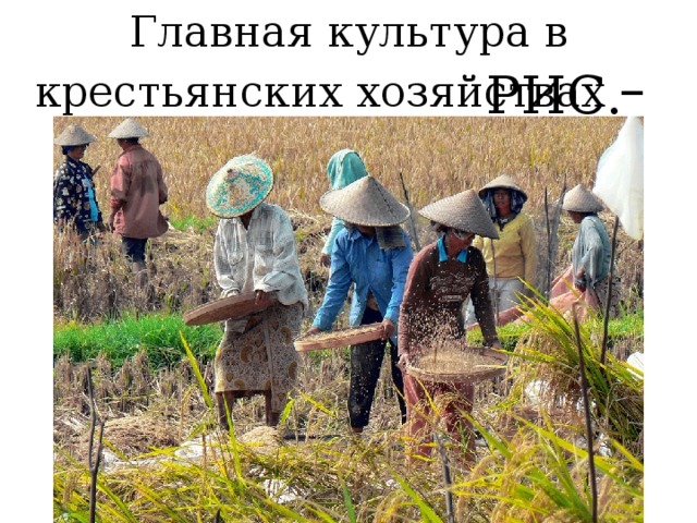 Главная культура в крестьянских хозяйствах – РИС. 