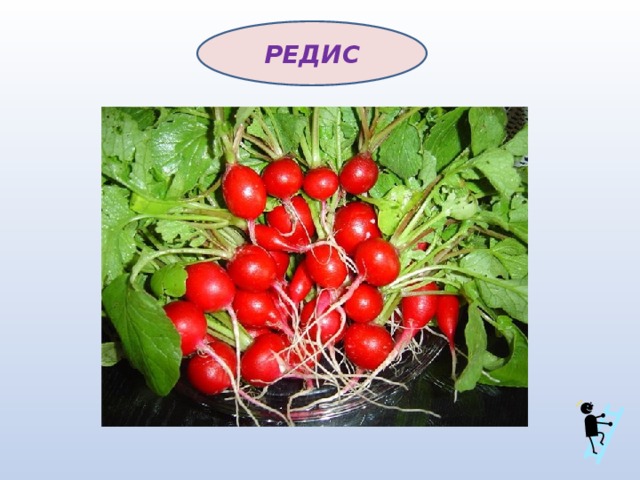 РЕДИС 