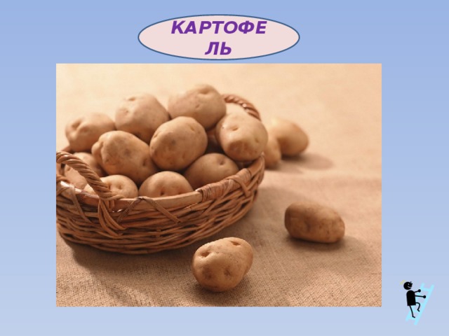 КАРТОФЕЛЬ 