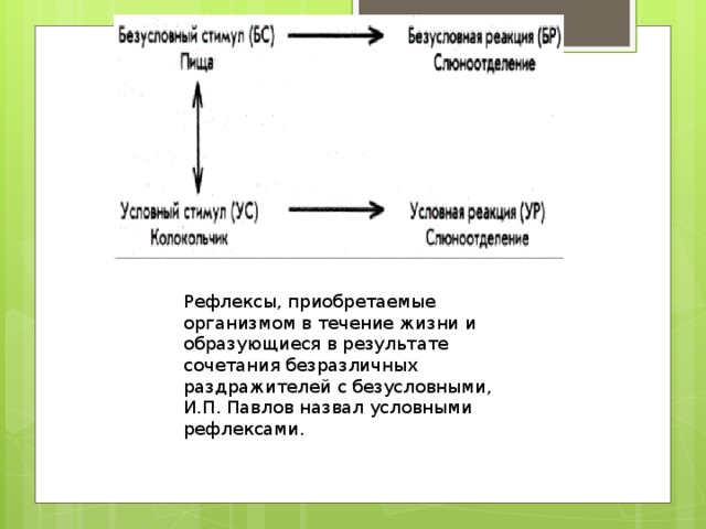 Рефлексы, приобретаемые организмом в течение жизни и образующиеся в результате сочетания безразличных раздражителей с безусловными, И.П. Павлов назвал условными рефлексами. 