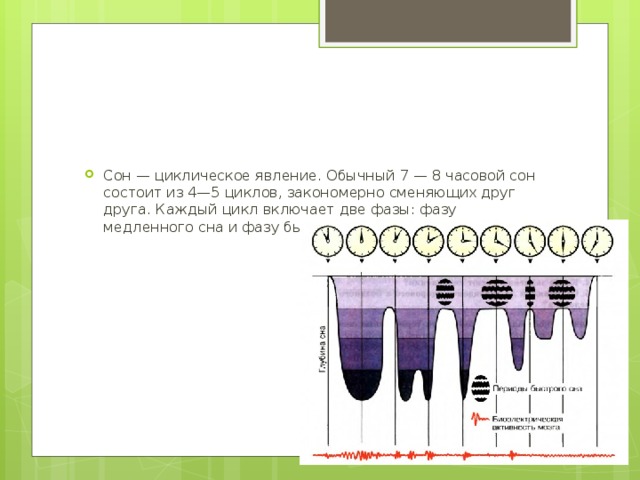 Сон — циклическое явление. Обычный 7 — 8 часовой сон состоит из 4—5 циклов, закономерно сменяющих друг друга. Каждый цикл включает две фазы: фазу медленного сна и фазу быстрого сна. 