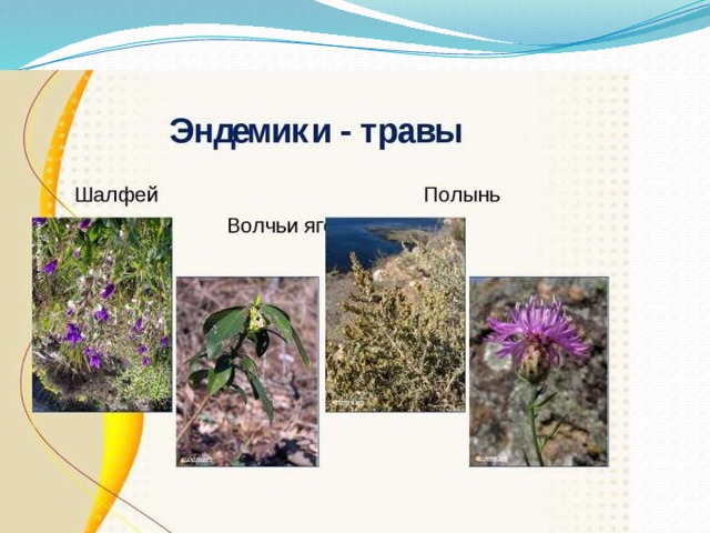 Какое растение пример эндемика