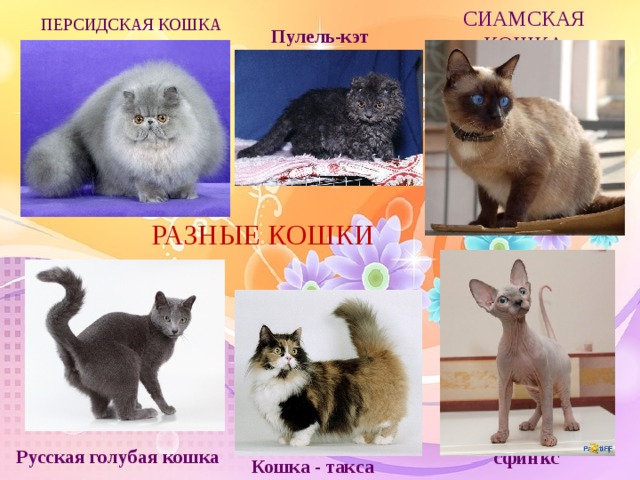 Персидская кошка Сиамская кошка Пулель-кэт Разные кошки Русская голубая кошка сфинкс Кошка - такса  