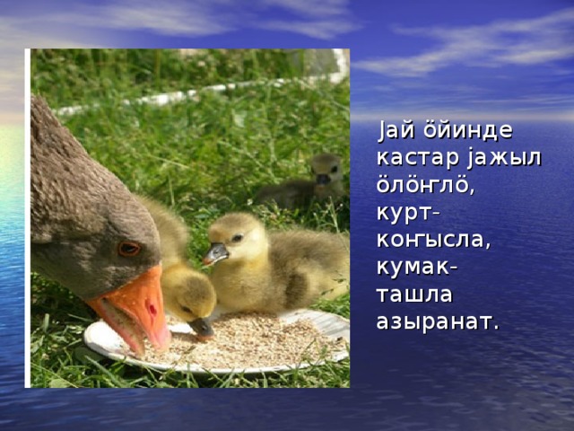  Jай ӧйинде кастар jажыл ӧлӧҥлӧ, курт- коҥысла, кумак- ташла азыранат. 